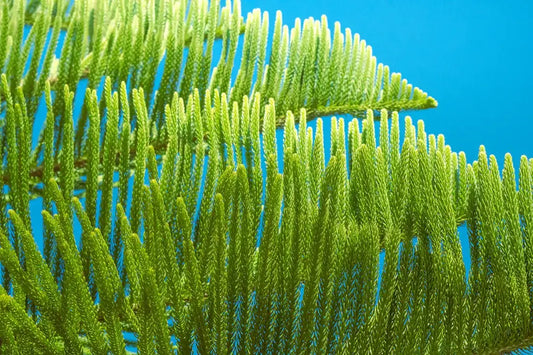 Close-up of vibrant green pine leaves against a clear blue sky, symbolizing nature's influence in color psychology and design.